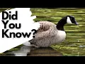 Things you need to know about CANADA GEESE