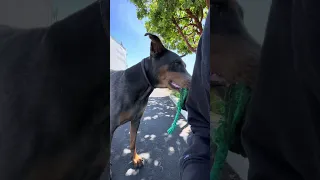 #fypシ #dream #pets #doberman #Fyp