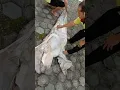 Download Lagu membongkar kafan jenazah mengganti yang baru semoga amalnya diterima disisi Tuhan yang maha 🙏🙏