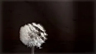 كل ما انساها افتكرها     زينه عماد    غمضت عيني دندنها