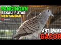 Download Lagu PERKUTUT LOKAL GACOR SUARA PANCINGAN PALING DICARI TERBUKTI AMPUH