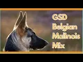 Did You Know About Belgian Malinois German Shepherd Mix GSD Mix