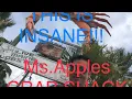 THE BEST SEAFOOD IN FLORIDA MS APPLES