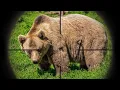 Download Lagu 69 Bear Hunting In 11 Minutes (Ultimate Bear Hunting Compilation) Bear Bow Hunting (Rifle Bear Hunt)
