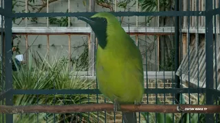 terapi cucak ijo ngriwik gacor diantara air hujan