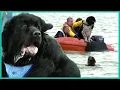How Newfoundland Rescue Dogs Are Trained To Save Lives