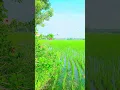 Lagu 1985-Oru Jeevan\