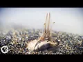 For Pacific Mole Crabs It s Dig or Die Deep Look