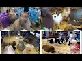 london pet shop
