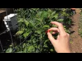 Goumi Berries in the Permaculture Garden