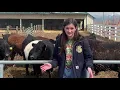 MSU Collegiate FFA Tutorial Livestock Evaluation CDE