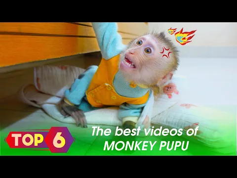 Download MP3 Monkey baby: Top 6 best videos of Monkey PUPU...