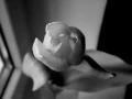 Antony and The Johnsons - The Lake