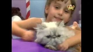 kids and pets kittnes babytv