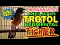 Download Lagu MASTERAN MURAI BATU EDAN-VOLUME 2..MENJADIKAN TROTOL  BERMENTAL TEMPUR | masteran murai batu terbaik