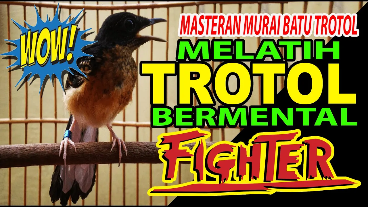 
          
          
          
            
            MASTERAN MURAI BATU EDAN-VOLUME 2..MENJADIKAN TROTOL  BERMENTAL TEMPUR | masteran murai batu terbaik
          
        . 