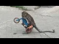 Download Lagu Topeng monyet Lucu 🔥 , Jumping diatas motor,🔥  Funny Monkey Attraction 🔥