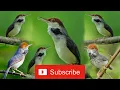 Lagu Suara Pikat Burung Prenjak Coki
