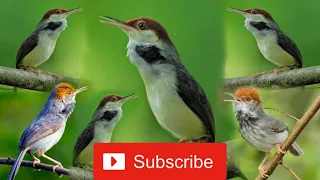 suara pikat burung prenjak coki