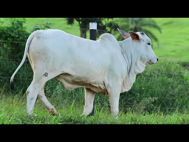 Novilha Nelore LMRZ - 166