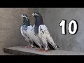 Download Lagu Teddy Kabootar - Pakistani Pigeons