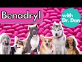 Benadryl For Dogs Dr Dan Explains