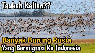  burung rusia yang bermigrasi ke indonesia jarang di ketahui 