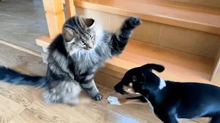 Cats VS Dogs 30 MINUTES 
