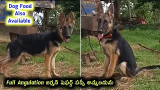 8106988549 Full Angulation German shepherd puppy for sale in telugu Aj pets