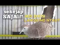 Download Lagu PERKUTUT LOKAL GACOR mbekur Ngerot memancing EMOSI jadi BUNYI NYAUT ikut MANGGUNG 