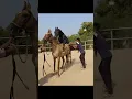 Download Lagu beautiful mare MADHURI covered by black stallion KALANAAG sabar stud farm 9979978503 / 9664968343