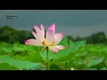 Hayre Amar Mon Matano Desh । হায়রে আমার মন মাতানো দেশ