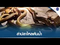 Download Lagu ชาวบ้านวังน้ำเขียว ล่าปลาไหลต้นน้ำ ตัวใหญ่สุดกว่า 1.3 กก.