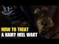 How To Treat A Hairy Heel Wart On A Cow - A Beginner s Guide for New Ranchers