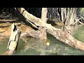 Download Lagu Niat mancing kakap putih malah diserang segerombolan ikan penunggu akar pohon bakau