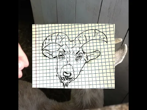 Chivas tiernas en ZOOLOGICO #shorts #viral #tendencia #shortsvideo #foryou
