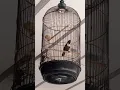 suara burung kopi kalung atau tepus putih