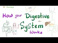 Digestive System - Digestion and Absorption