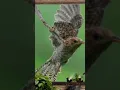 Download Lagu Suara burung Kedasih dipercaya sebagai penyambung pesan antara alam manusia dan alam spiritual