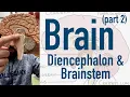 Brain Diencephalon and Brainstem