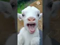 Download Lagu Bakri ki awaaz
