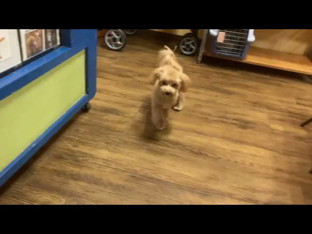 動画
