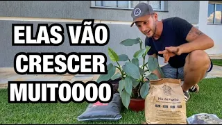VEM VER COMO DEIXAR SUAS PLANTAS SEMPRE LINDAS | Henrique Buttler