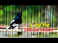 Download Lagu KACER GACOR FULL MATERI, PANCINGAN AMPUH BIKIN KACER LAIN LANGSUNG NYAMBAR