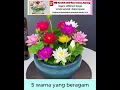 Download Lagu Bunga teratai hias mini yang super cantik