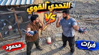 . التحدّي القوي بيني وبين فرات.. منو ملك الزواجل؟ 👑🐦
