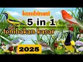 Lagu kombinasi masteran full tembakan kasar ❗❗ masteran burung lomba dan juara