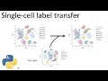 Label single-cells automatically in python scVI label transfer