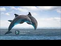 Download Lagu Dolphin Sound Ringtone Effect SFX Compilation