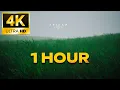 Wavy Grass Live Wallpaper 4K 1 Hour Relaxing Nature Loop